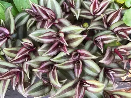 tradescantia zebrina-verzorging