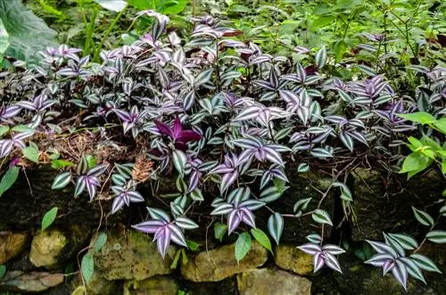 ট্রেডস্ক্যান্টিয়া-জেব্রিনা-বিষাক্ত