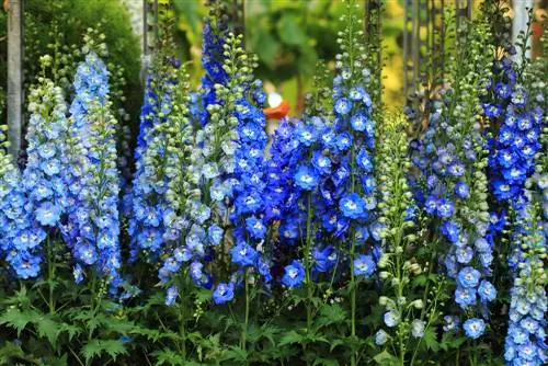 pantalla de privacidad de flores