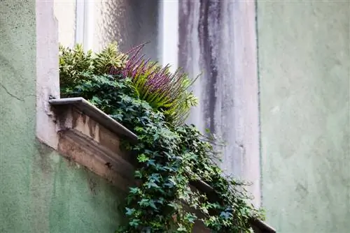 Planting balcony boxes