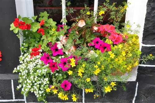 Sea of flowers in the balcony box - with these flowers you can do it