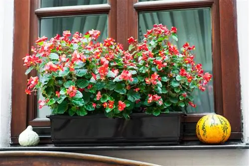 Autumnal balcony boxes: The most beautiful plants & ideas