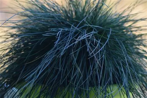 balcony box grasses