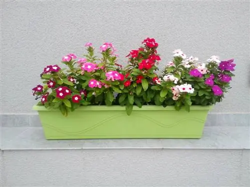 Plante de umbră pentru cutia de balcon: Așa funcționează