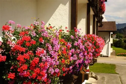 Balkon güney tarafı: Bu bitkiler güneşi sever