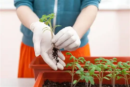 Plantarea unei cutii de flori pentru balcon: Iată cum o puteți face