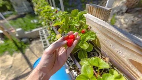 Gebruik die geut as 'n blommekas: Dit is hoe dit werk