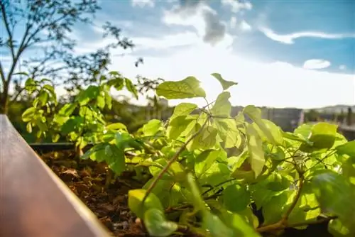 Om 'n blomkas aan 'n skuins dak vas te maak: Dit is hoe dit werk