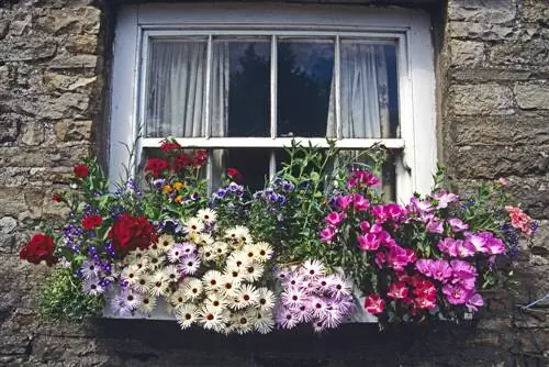 Proiectarea unei cutii de flori: idei pentru cutii colorate de balcon