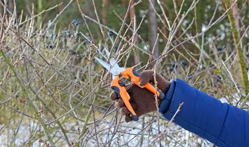 consigli di giardinaggio-febbraio