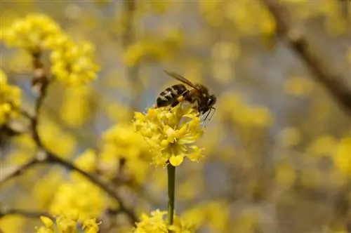 Plantas leñosas que les encantan a las abejas: una selección para tu jardín