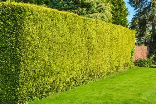 Haute protection de la vie privée dans le jardin : quelles sont les options disponibles ?