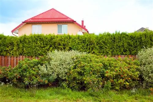 tall-plants-som-en-privacy-screen