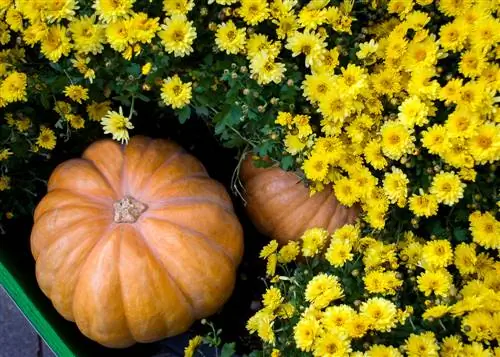 Mapambo ya sanduku la maua la Autumnal: Mawazo ya ubunifu ya kuiga