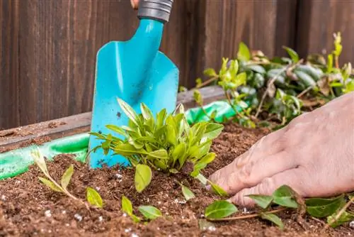 Sorg behoorlik vir verhoogde beddens: Dit is hoe jou plante floreer