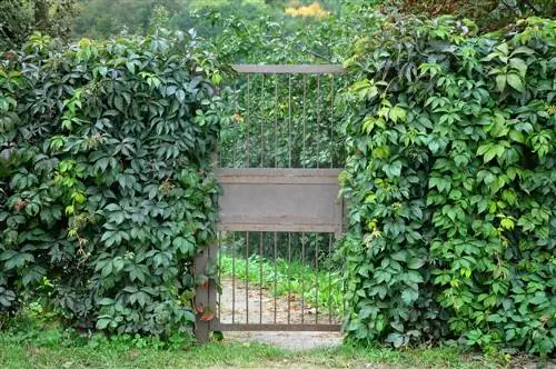 Uno schermo per la privacy vivente come strumento di progettazione per il giardino, il balcone e la terrazza