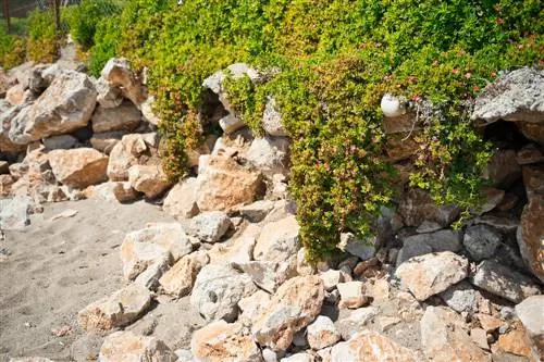 Naturalna ochrona prywatności: żywopłoty, rośliny i pomysły na majsterkowanie