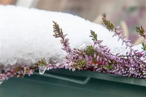 blomlåda vinter festival