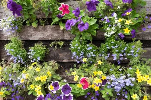 Selfdoen-blommekas: Gebruik foelie vir langdurige beskerming