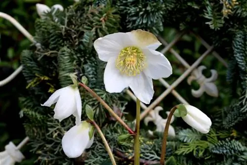 scatola da balcone con rose di Natale