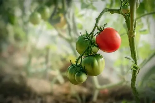 Tomates en marco frío: consejos para un cultivo exitoso