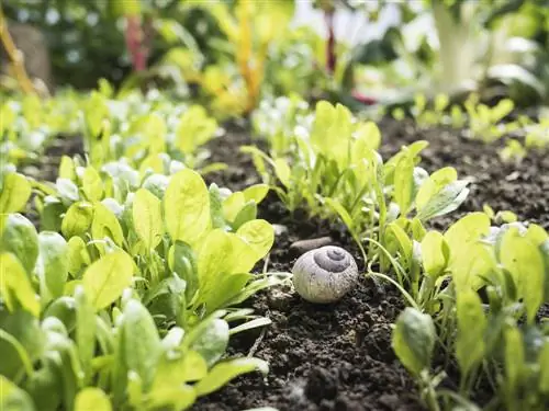 Des escargots dans des massifs surélevés ? C'est comme ça qu'on combat la peste