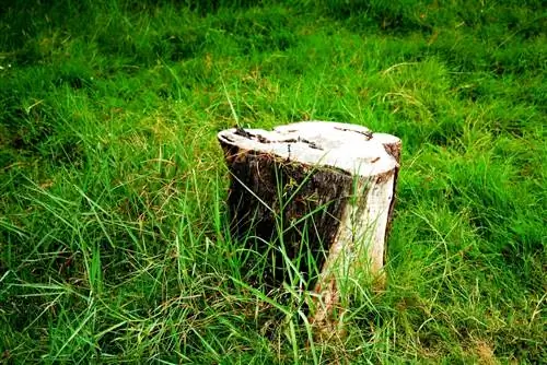 Removing a tree stump without digging: Is that possible?