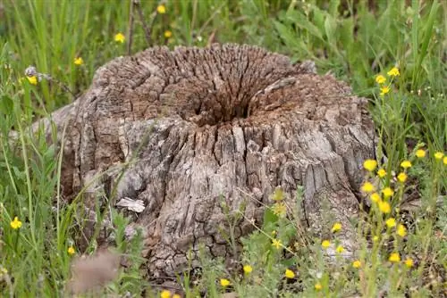 Dispose of tree roots