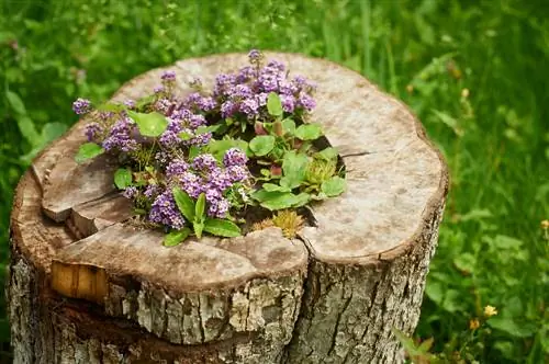 enverdecimiento de tocones de árboles