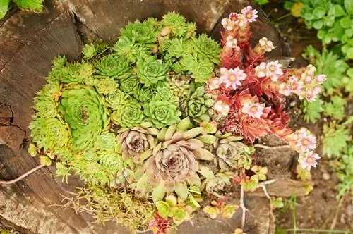 Een boomstronk planten: creatieve ideeën voor de tuin