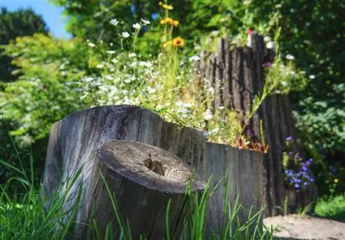 Integrar un tocón de árbol en el jardín: ideas creativas y consejos