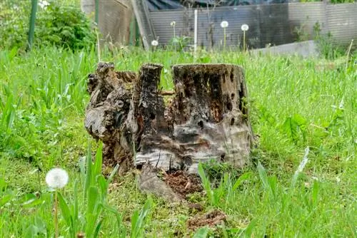 Souche d'arbre en décomposition : comment accélérer le processus