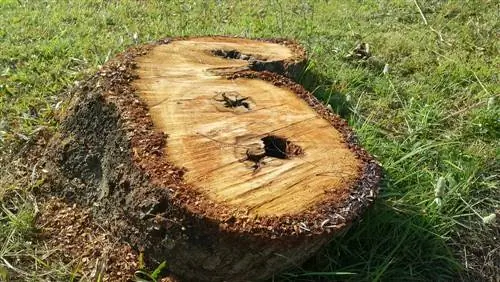 Milling tree roots: How does it work and when does it make sense?