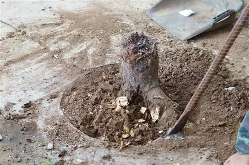 Removendo raízes de árvores com uma polia: é assim que funciona com segurança