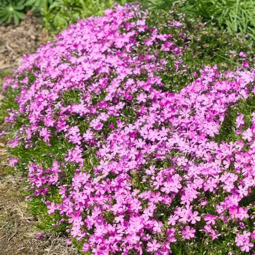 bodembedekker in de voortuin