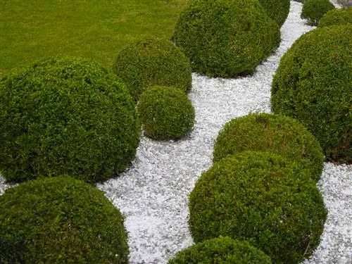 De voortuin ontwerpen met buxus: Creatieve ideeën & tips