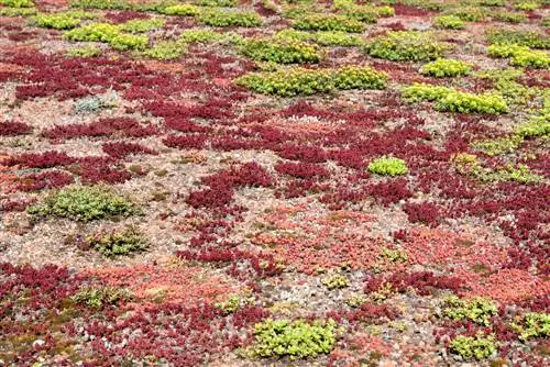 Do-it-yourself roof greening sa garahe