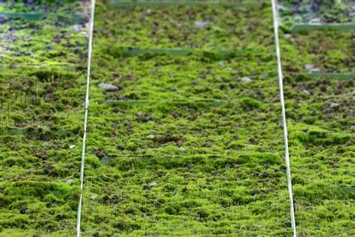 Groene daken voor carports: wat zijn de kosten?