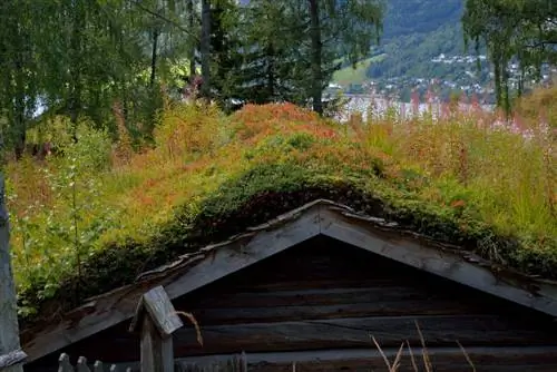 Suksesvolle groen dakke: grasse as 'n aantreklike opsie