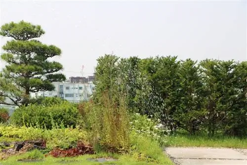 roof garden plants