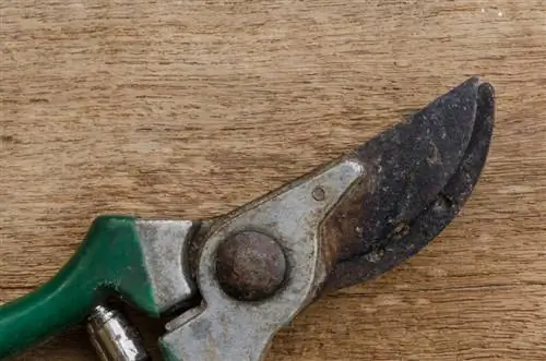 Clean secateurs: How to make them clean and sharp again