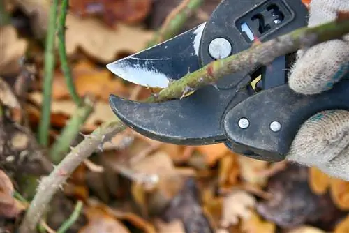 secateurs- জীবাণুমুক্ত করা