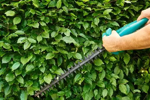 Nililinis ang hedge trimmer: Ganito ito nananatili sa magandang hugis