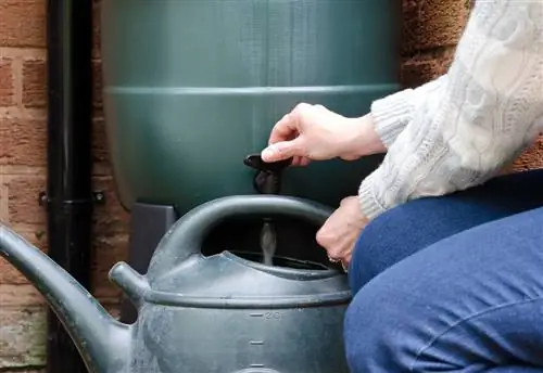 Clean the watering can: Effective home remedies against limescale and algae