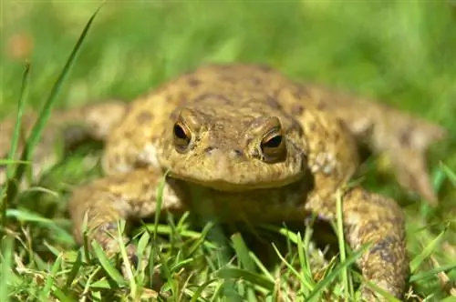 Toad in the garden