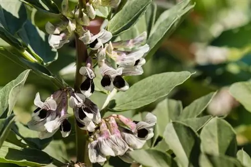 Broad beans in the garden