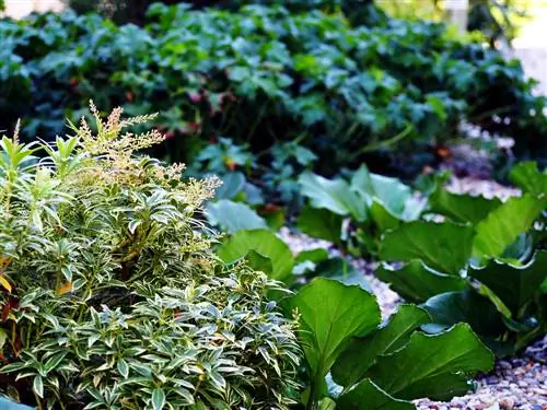 Progettare il giardino antistante: idee per il lato nord della casa