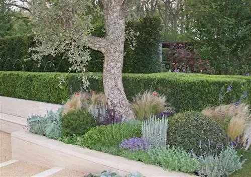 Cama elevada alrededor del árbol: ¿a qué hay que prestarle atención?