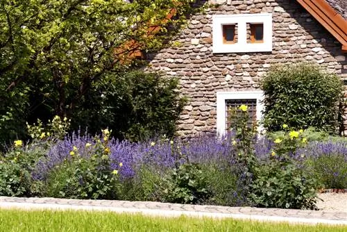 lavanda del jardín delantero