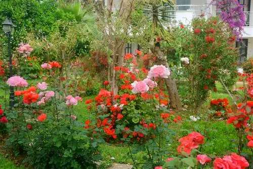 rosas del jardín delantero